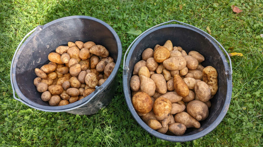 Kartoffeln 2023